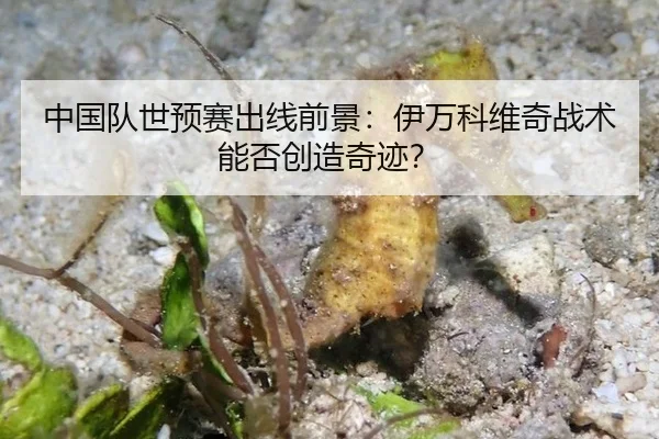 中国队世预赛出线前景：伊万科维奇战术能否创造奇迹？