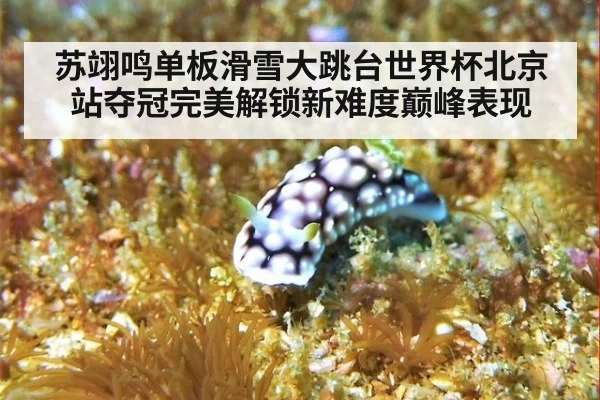 苏翊鸣单板滑雪大跳台世界杯北京站夺冠完美解锁新难度巅峰表现
